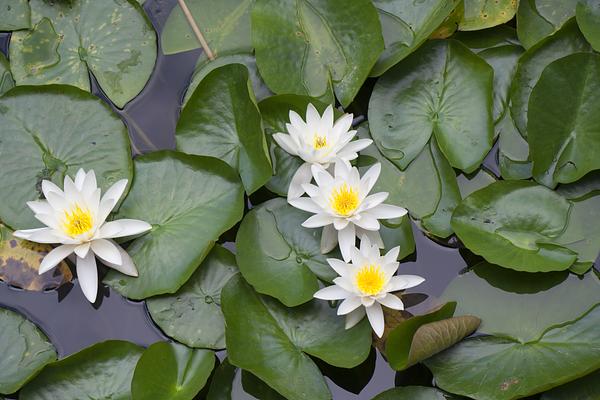 Dr. Sun Yat-Sen Classical Chinese Garden