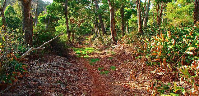 Kalopa State Recreation Area