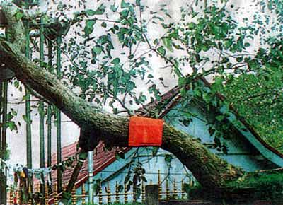 Jaya Sri Maha Bodhi