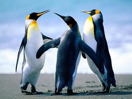 Los Cormoranes