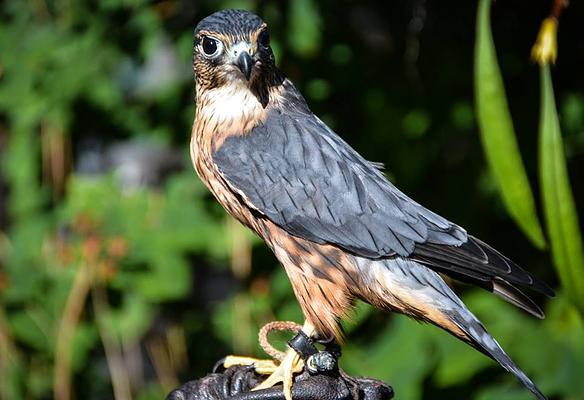 Cascades Raptor Center