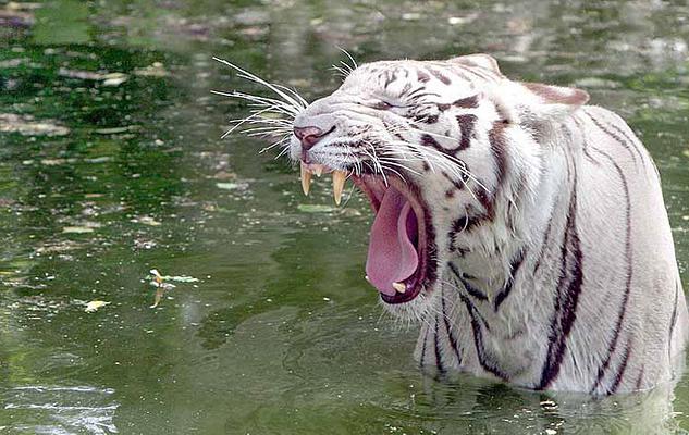 National Zoological Park of Delhi