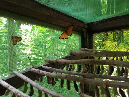 Zanzibar Butterfly Centre