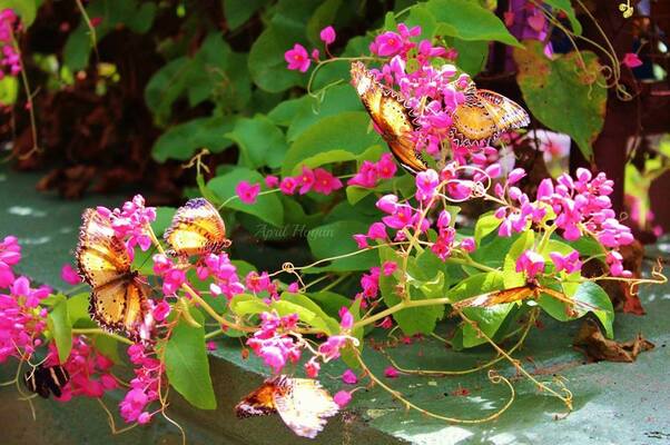 Butterfly Wonderland