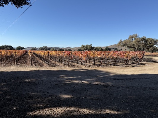 Firestone Vineyard