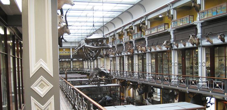 National Museum of Ireland- Natural History