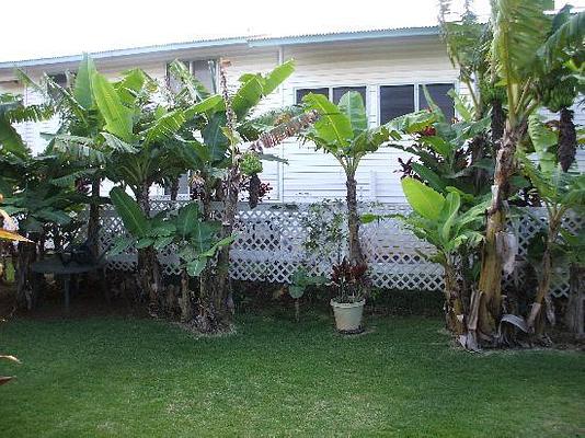 Kalaheo Inn