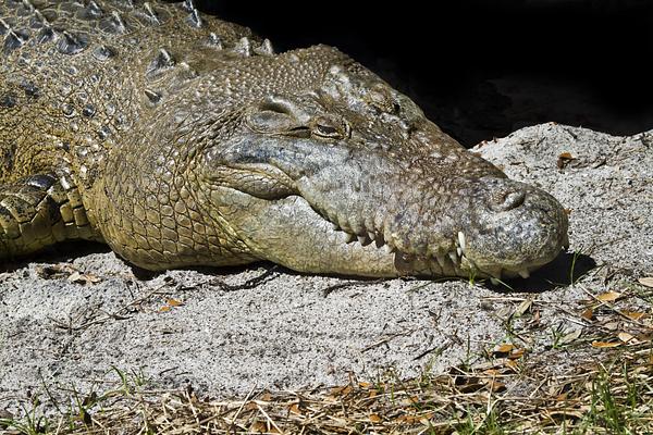 St. Augustine Alligator Farm Zoological Park