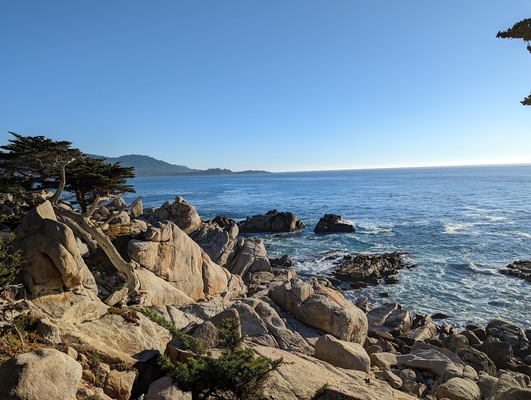 Lone Cypress