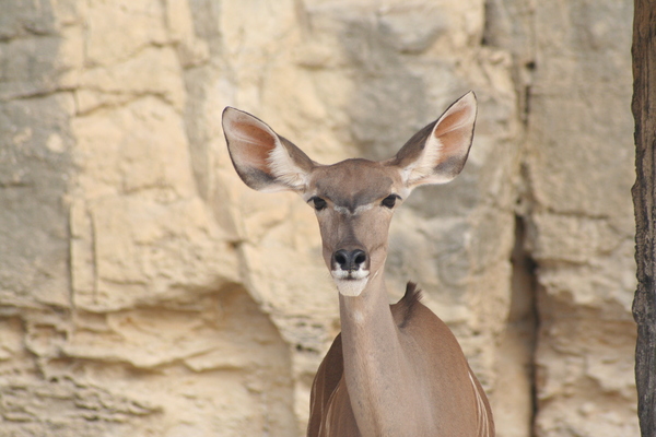 San Antonio Zoo