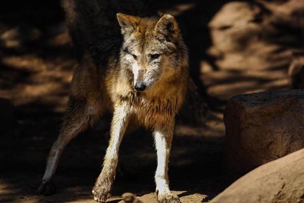 El Paso Zoo