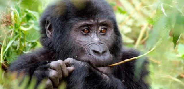 Silverback
