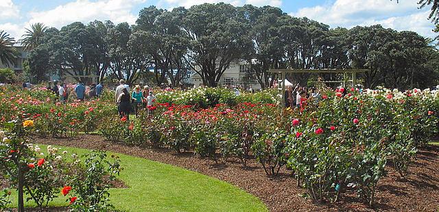 Parnell Rose Gardens