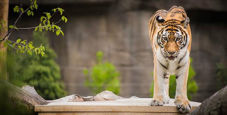 Cleveland Metroparks Zoo