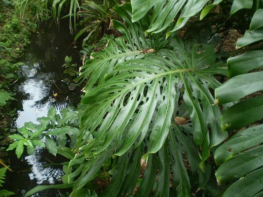 Harry P. Leu Gardens