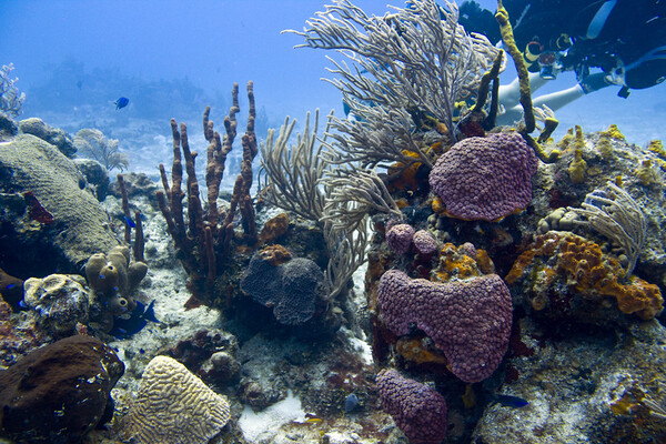 Chankanaab Reef