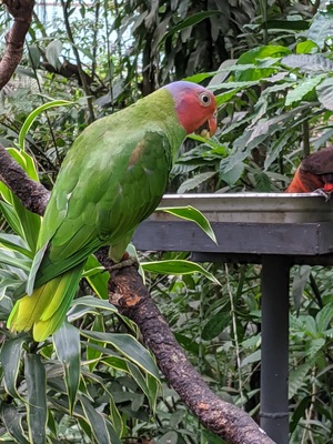 Port Moresby Nature Park