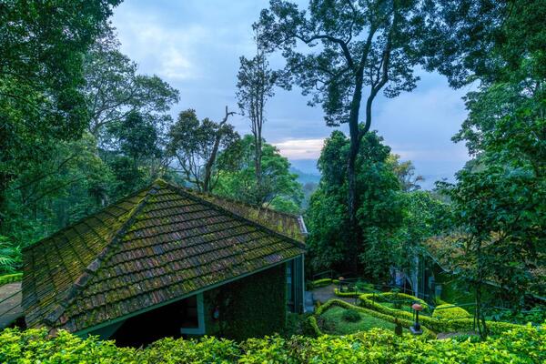 The Tall Trees Munnar