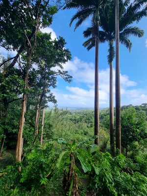 Coco Hill Forest