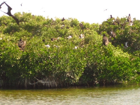 Frigate Bird Sanctuary