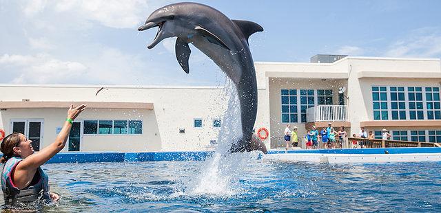 Marineland Dolphin Adventure