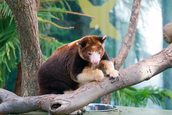 Melbourne Zoo
