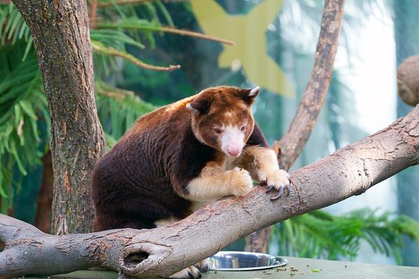 Melbourne Zoo