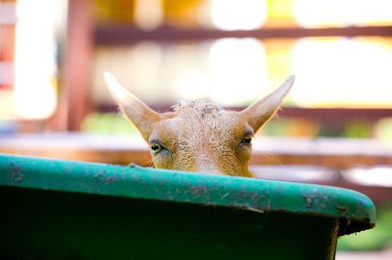 The Social Goat Bed & Breakfast