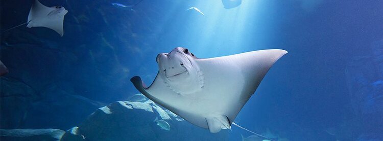 Ripley's Aquarium of Canada