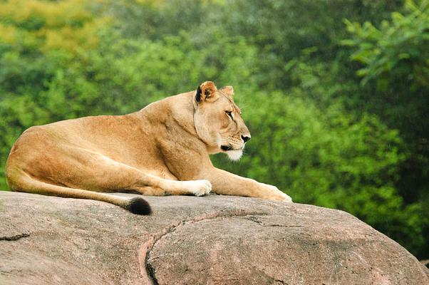 Disney's Animal Kingdom Theme Park