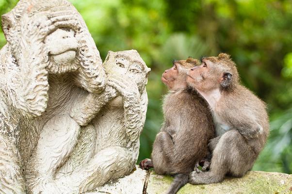 Sacred Monkey Forest Sanctuary