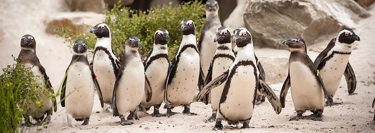 ZOO Antwerpen (Dierentuin)