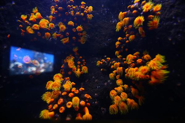 Waikiki Aquarium