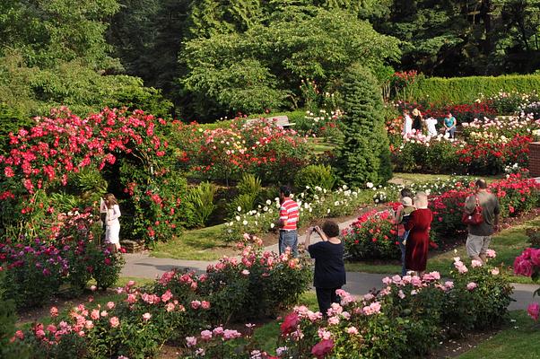 Portland International Rose Test Garden