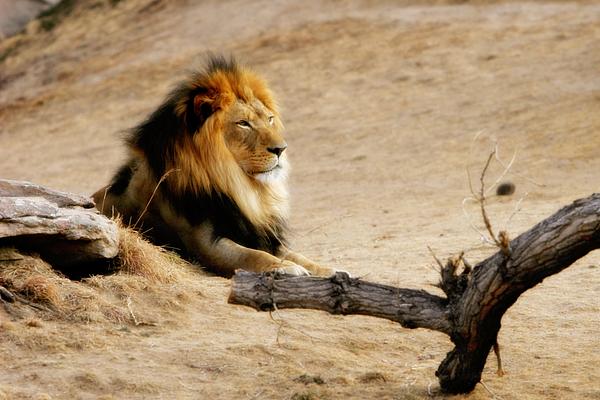 Denver Zoo