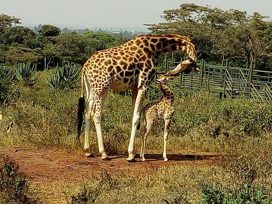 Giraffe Centre