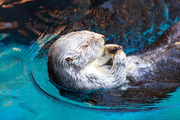 Oregon Zoo: Together for Wildlife