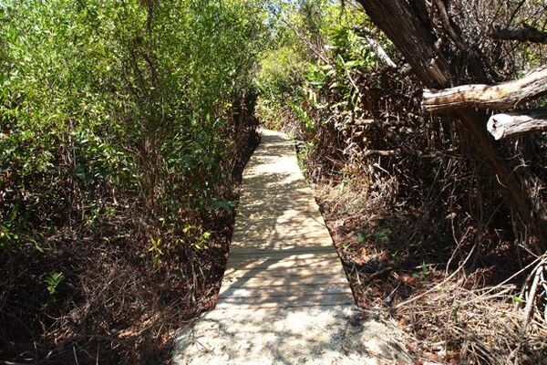 Mastic Trail