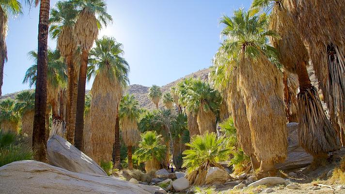 19 Best Things to Do in Palm Springs, California