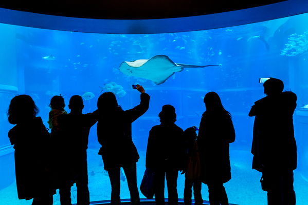 Osaka Aquarium Kaiyukan