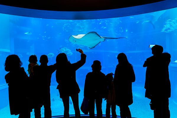 Osaka Aquarium Kaiyukan