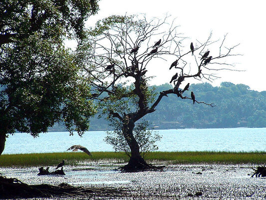 Dr. Salim Ali Bird Sanctuary