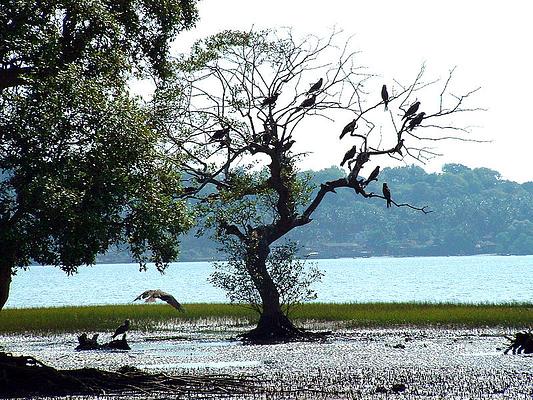 Dr. Salim Ali Bird Sanctuary