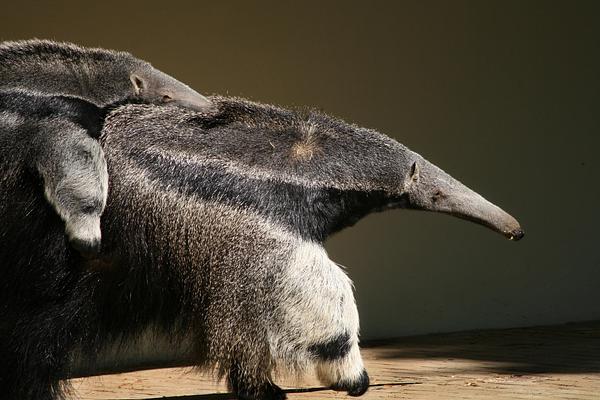 ARTIS Amsterdam Royal Zoo