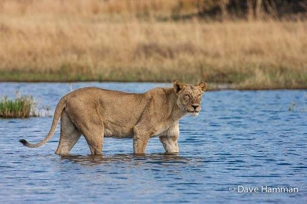 Wilderness Chitabe Lediba