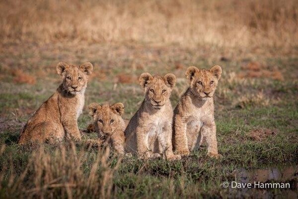 Wilderness Chitabe Lediba