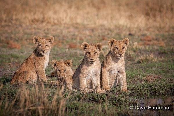 Wilderness Chitabe Lediba