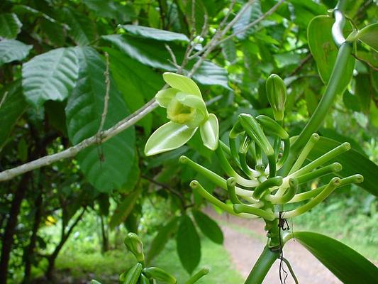 Senator Fong's Plantation and Gardens