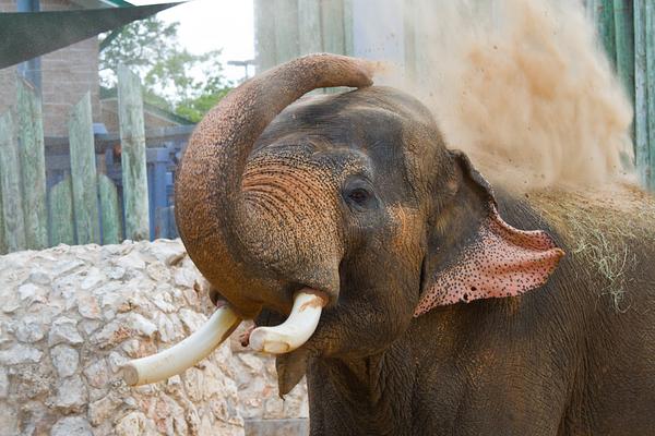 Houston Zoo