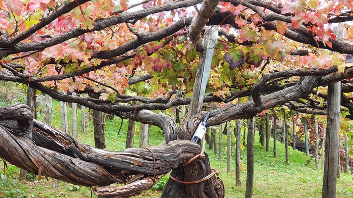 Tenuta San Francesco
